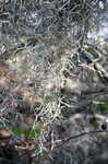 Spanish moss